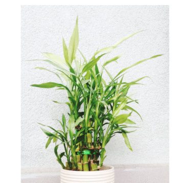 Bamboo Plant