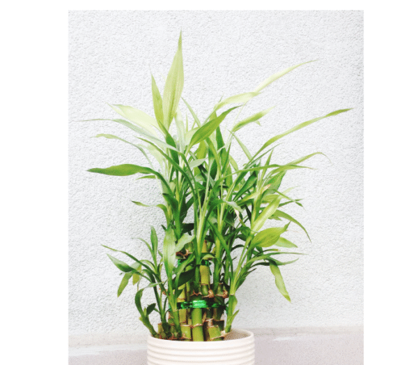 Bamboo Plant