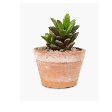 Jade Plant