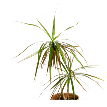 Dracaena draco