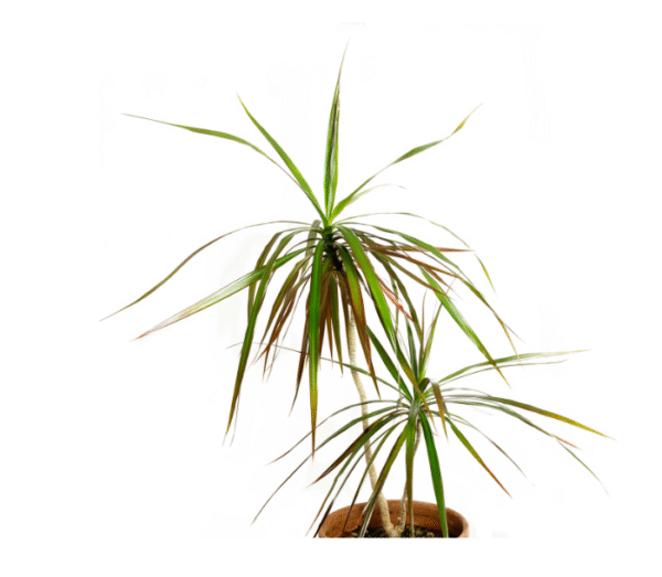 Dracaena draco