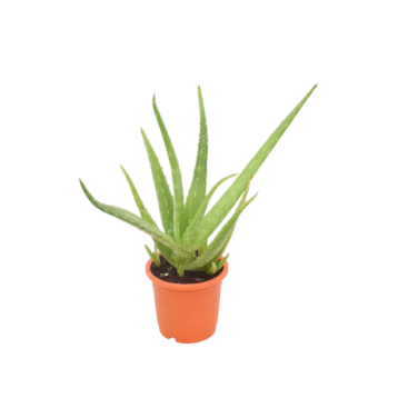 Aloe Veera