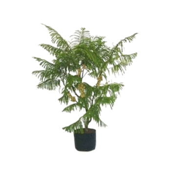 Amla