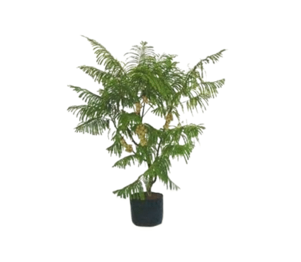 Amla