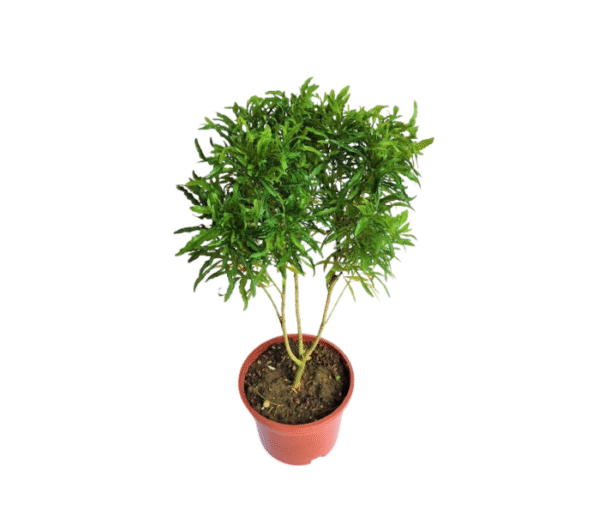 Aralia Green