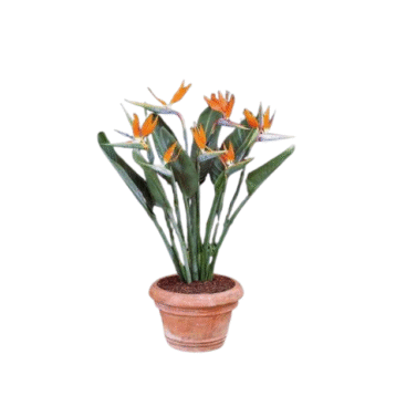 Bird of Paradise