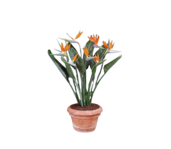 Bird of Paradise