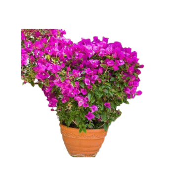 Bougainvillea plant