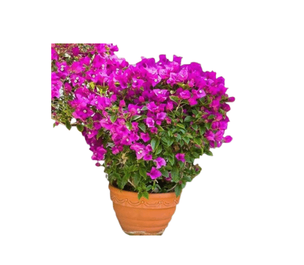 Bougainvillea plant