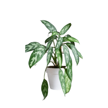 Chinese evergreen plant