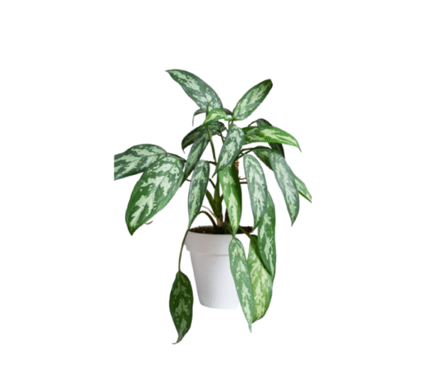 Chinese evergreen plant