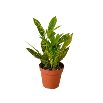 Croton Gold Dust