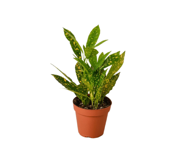 Croton Gold Dust
