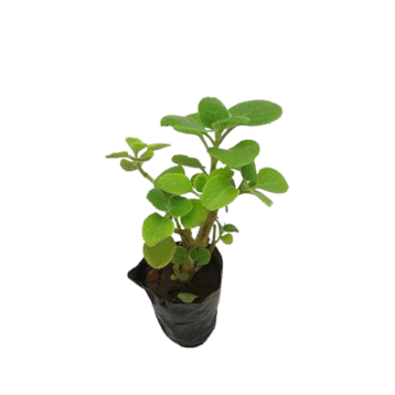 Doddapatre plant
