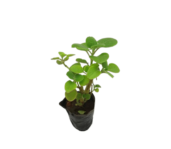 Doddapatre plant