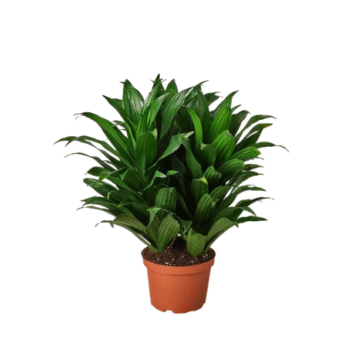 Dracaena Darasingh- Semi side