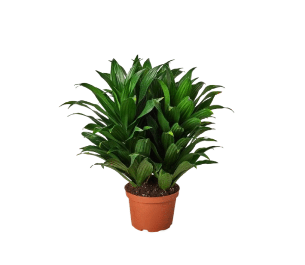 Dracaena Darasingh- Semi side