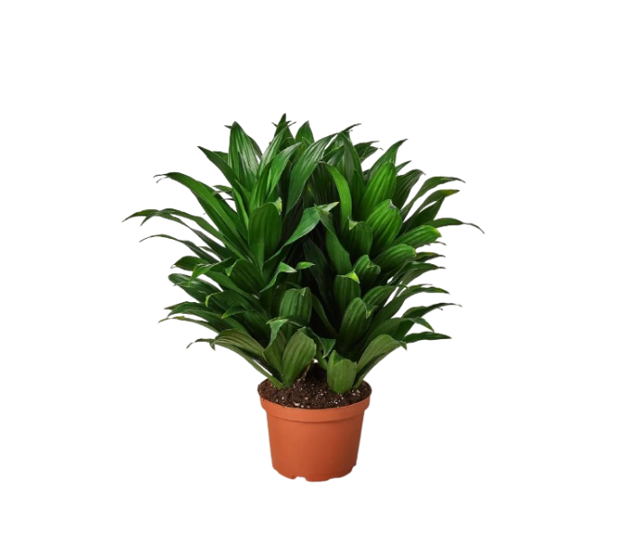 Dracaena Darasingh- Semi side