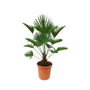 Fan Palm