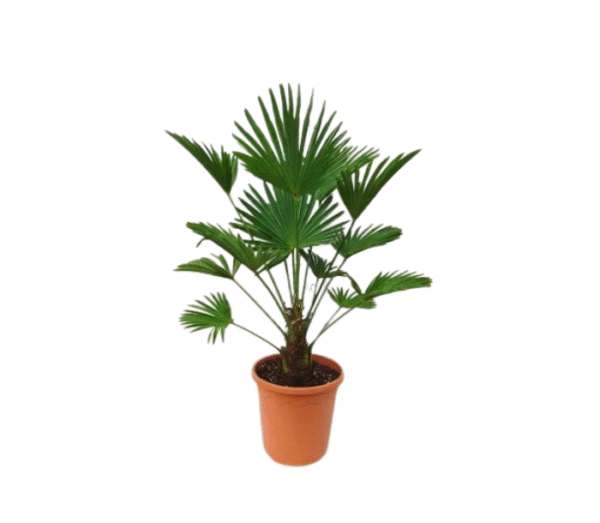 Fan Palm