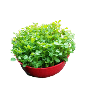 Fenugreek plant