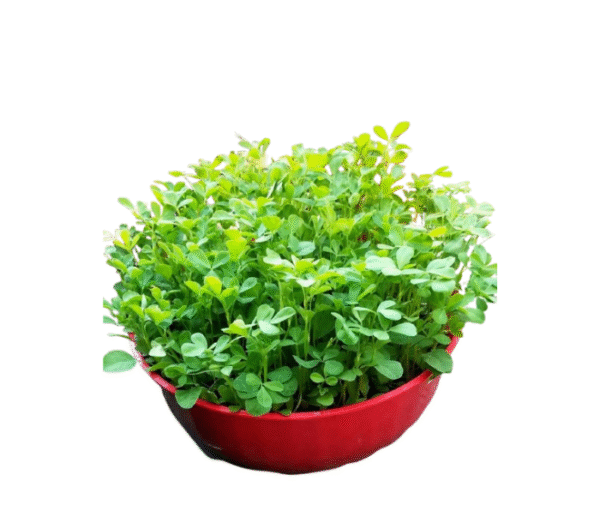 Fenugreek plant