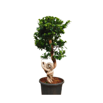 Ficus Moclame