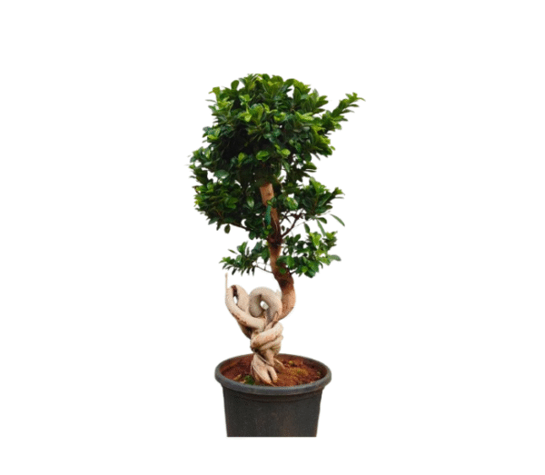 Ficus Moclame