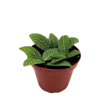 Fittonia Albivenis Pink Nerve Plant
