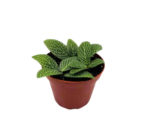 Fittonia Albivenis Pink Nerve Plant