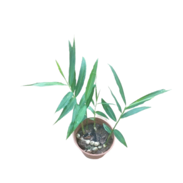 Ginger plant