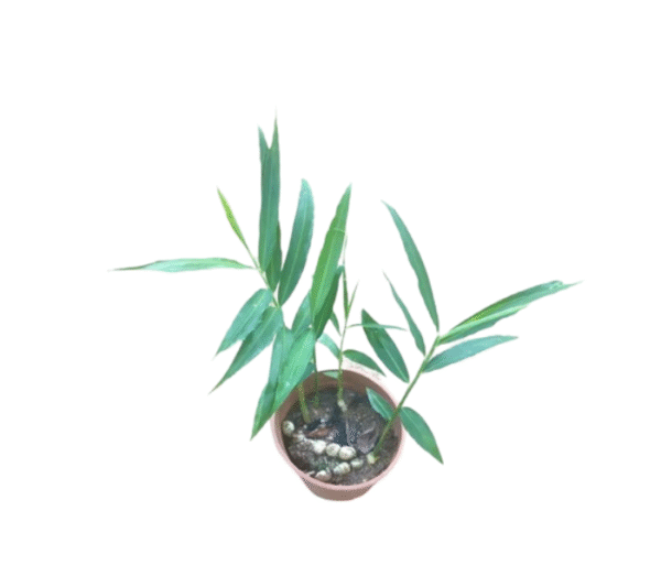 Ginger plant