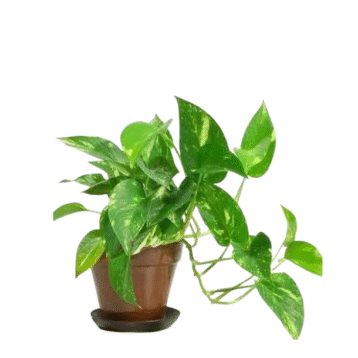 Golden Pothos
