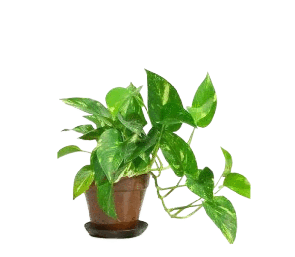 Golden Pothos
