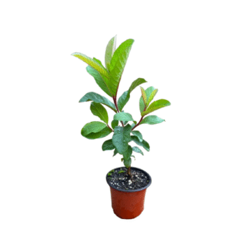 Guava