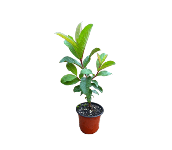 Guava