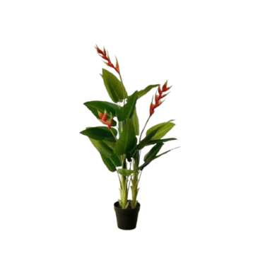 Heliconia