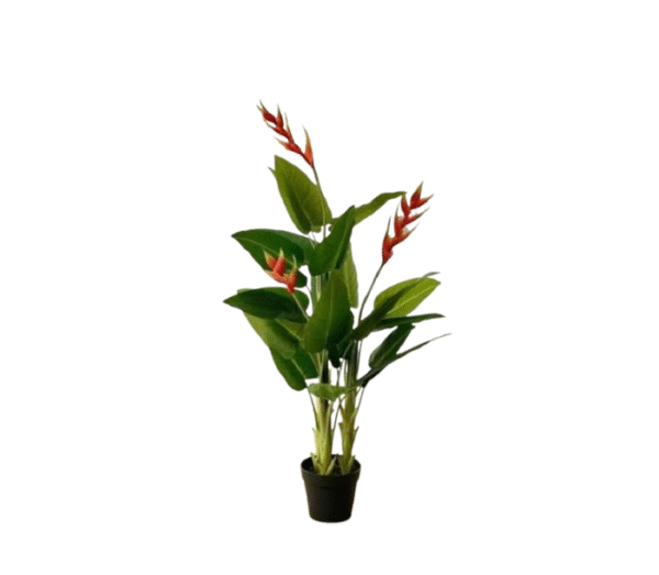 Heliconia