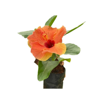 Hibiscus plant