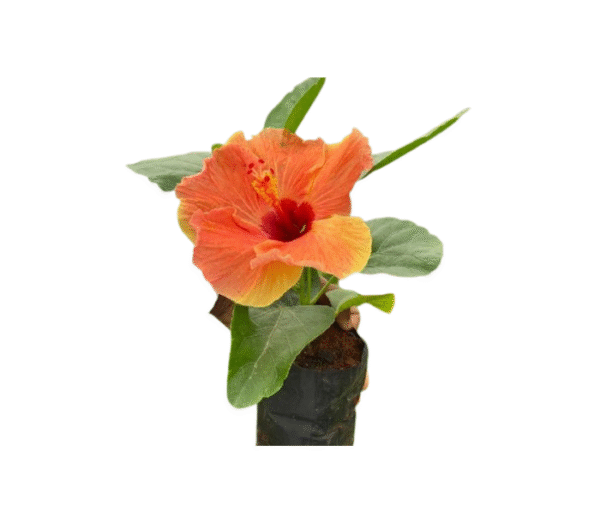 Hibiscus plant