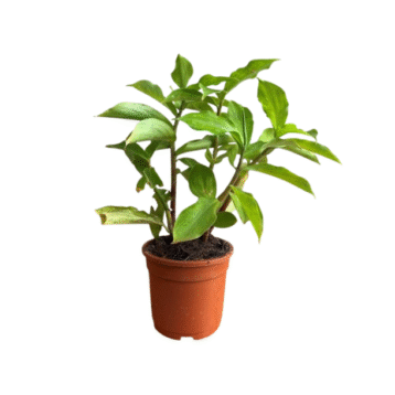 Insulin plants