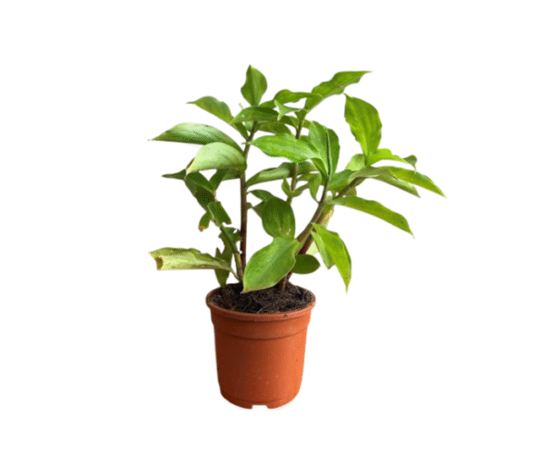 Insulin plants