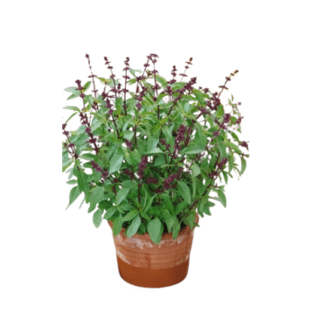 Kama Kasthuri plants