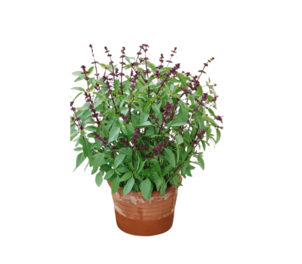 Kama Kasthuri plants