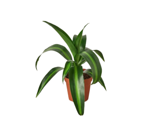 Massangeana (Dracaena Victoria)