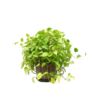 Mastic Varieties Plant