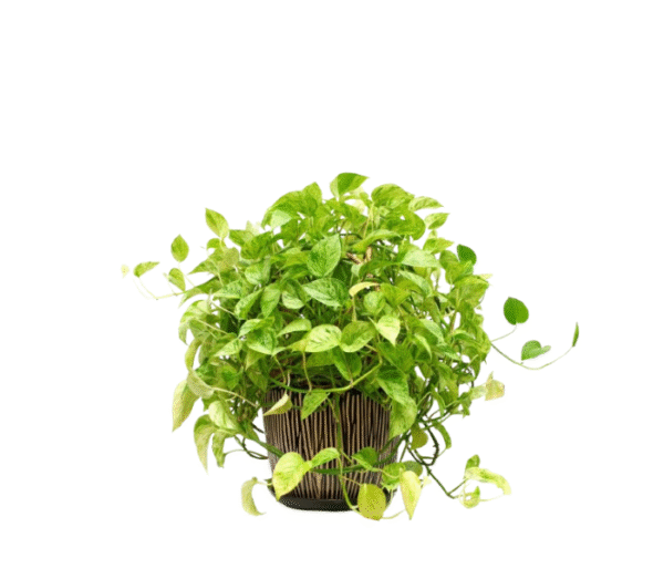 Mastic Varieties Plant