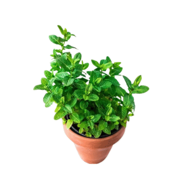 Mint plants