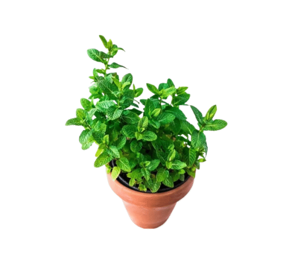 Mint plants