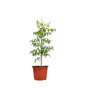 Neem